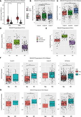 High Expression Levels of SIGLEC9 Indicate Poor Outcomes of Glioma and Correlate With Immune Cell Infiltration